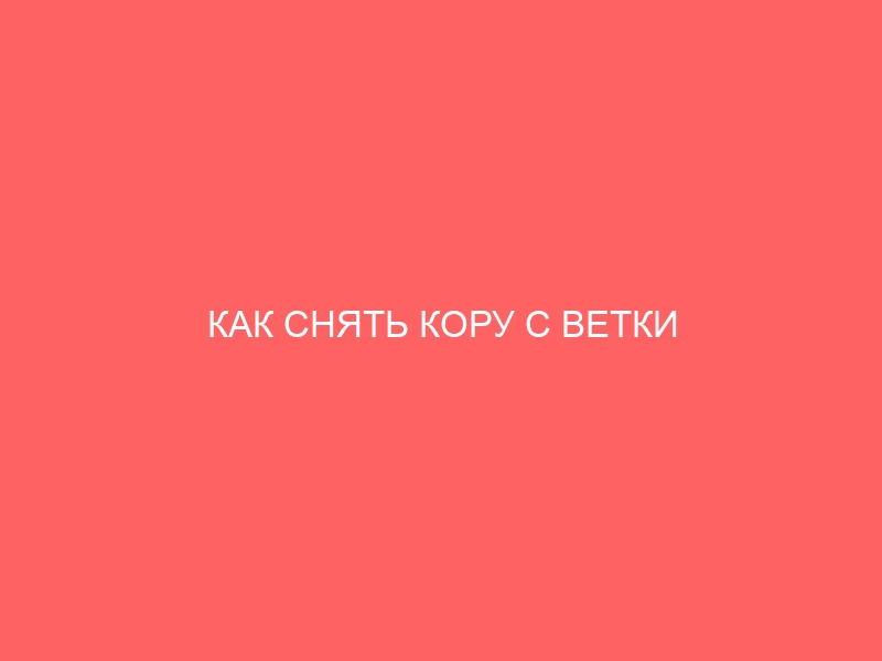 КАК СНЯТЬ КОРУ С ВЕТКИ